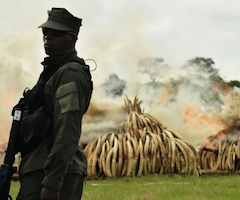 Kenia destruye la mayor cantidad de marfil de la historia en un acto contra la caza furtiva